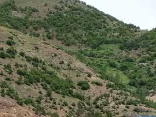 zirli-2