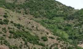 zirli-2